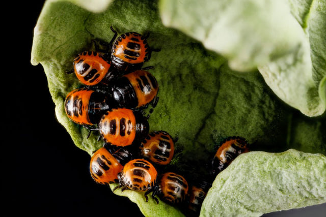 Zoomed-in Photographs Capture Arthropods in Minute Detail