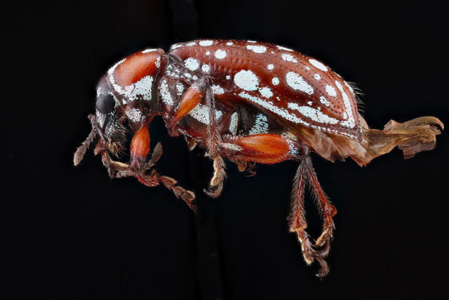 Zoomed-in Photographs Capture Arthropods in Minute Detail