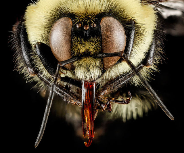 Zoomed-in Photographs Capture Arthropods in Minute Detail