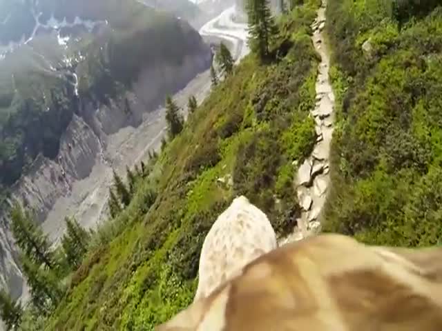 Flying Eagle POV - Simply Stunning! 
