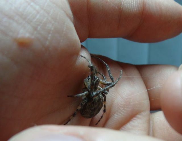 Would You Keep a Spider as a Pet?