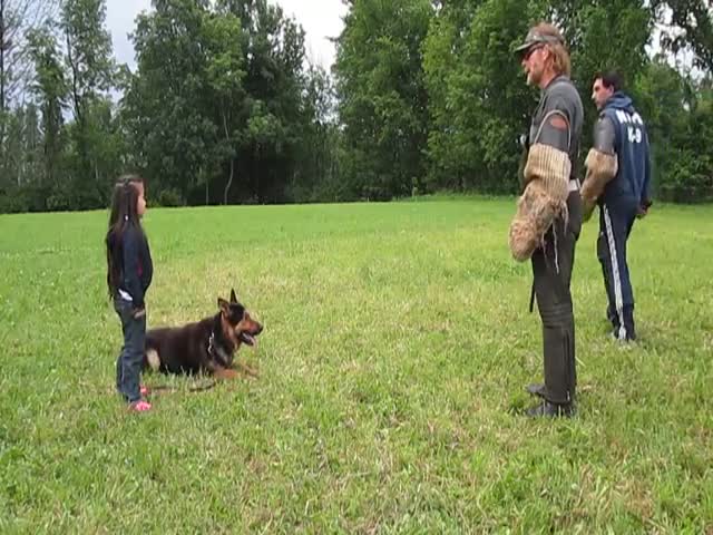 German Shepherd Protects 5-Year-Old Girl from 2 Bad Guys 