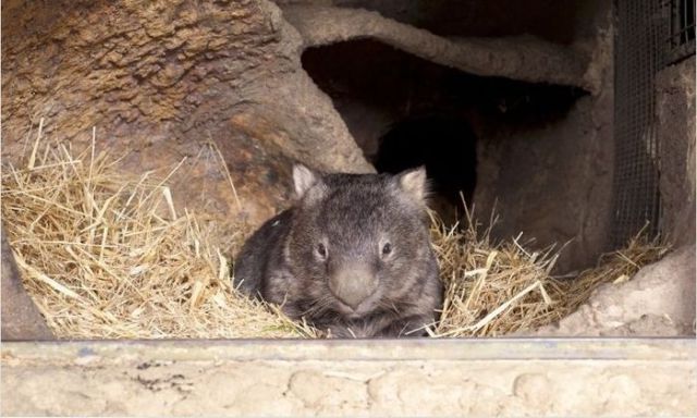The Oldest Living Wombat in the World