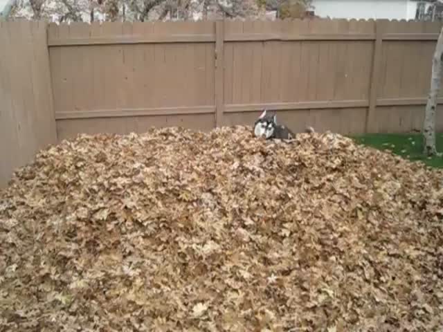 Pile of Dead Leaves Makes Husky the Happiest Dog in the World 
