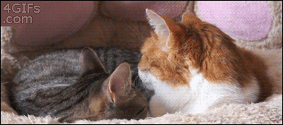 Amusing GIFs That Reflect Every Day Life Perfectly