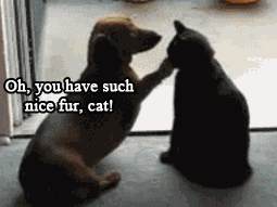Amusing GIFs That Reflect Every Day Life Perfectly