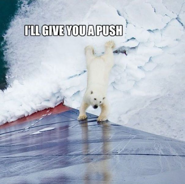 A Very Helpful Polar Bear
