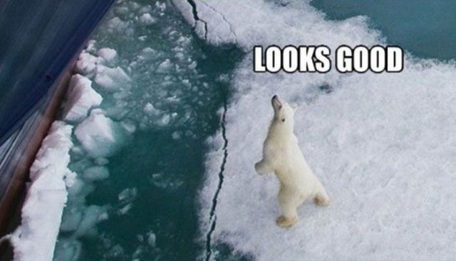 A Very Helpful Polar Bear