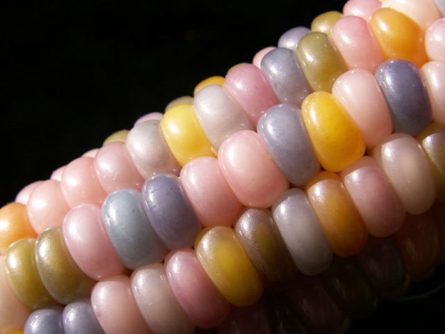 Real Corn on the Cob That Comes in Colors