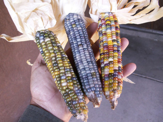 Real Corn on the Cob That Comes in Colors