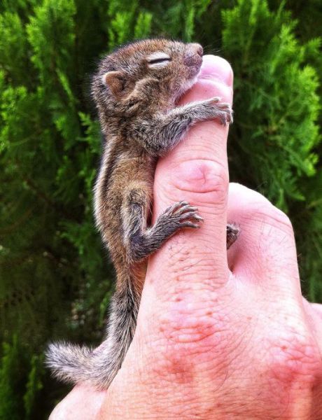 newborn squirrel