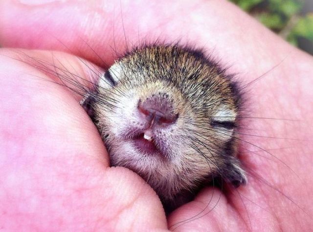 Adorable Photos of a Rescued Baby Palm Squirrel