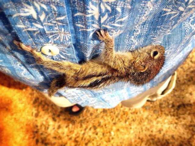 Adorable Photos of a Rescued Baby Palm Squirrel