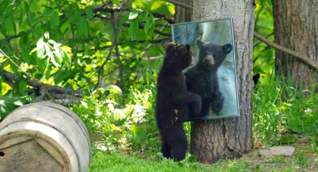 Inspired and Imaginative Bear Family Photo Shoot
