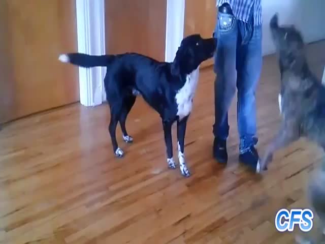 Clumsy Dogs Compilation 