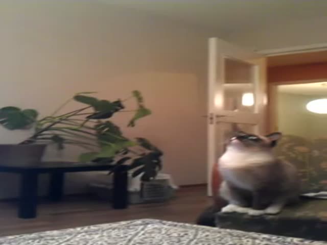 Go Cat, Catch That Ladybug on the Ceiling Light! 