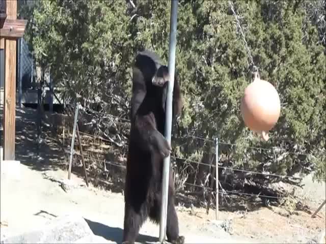 Bear Plays Tetherball 