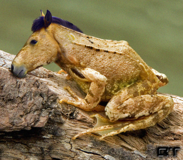 Animal Mashups That are a Little Bit too Weird for Words