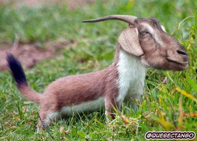 Animal Mashups That are a Little Bit too Weird for Words