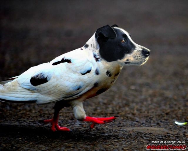 Animal Mashups That are a Little Bit too Weird for Words
