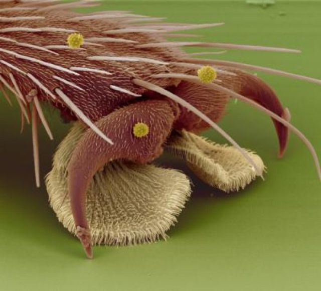 Microscopes Turn Ordinary Every Day Things Into Little Works of Art