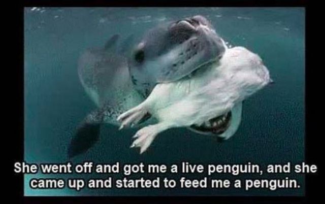 The Story of One Photographer’s Encounter with a Leopard Seal