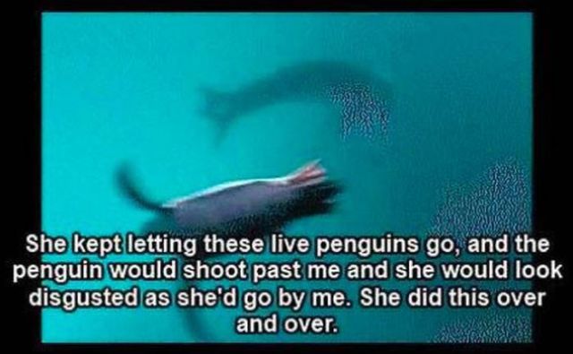 The Story of One Photographer’s Encounter with a Leopard Seal