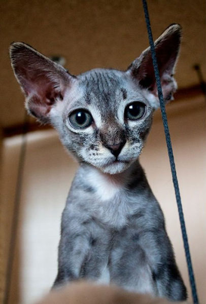 This Guy Thought He Was Buying a Sphynx Cat…