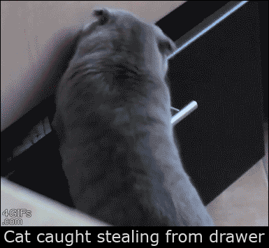 Cat GIFs That Make All Other Cat GIFs Look Lame