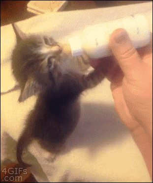 Cat GIFs That Make All Other Cat GIFs Look Lame