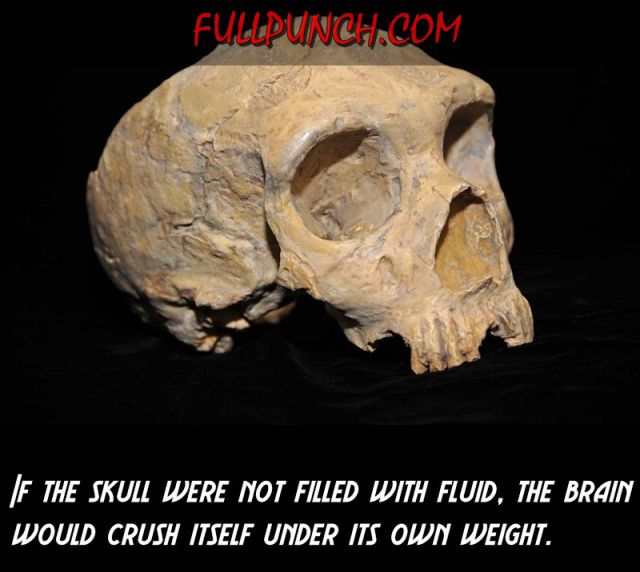 Fun Facts That Will Teach Your More about the Human Body