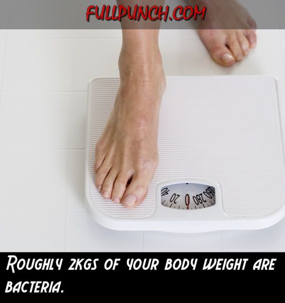 Fun Facts That Will Teach Your More about the Human Body