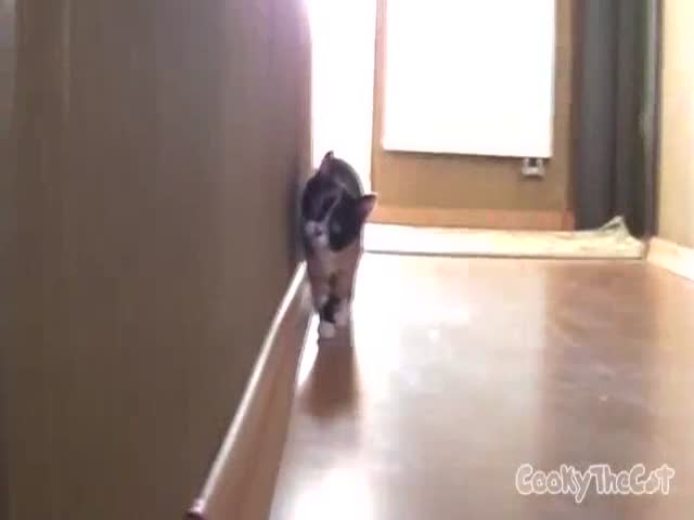 Stalking Ninja Cat 