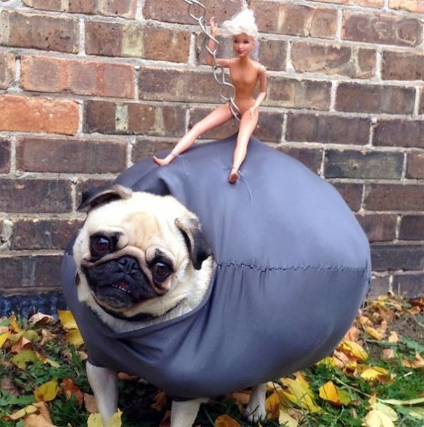 A Miley Cyrus Inspired Pug Costume for Halloween