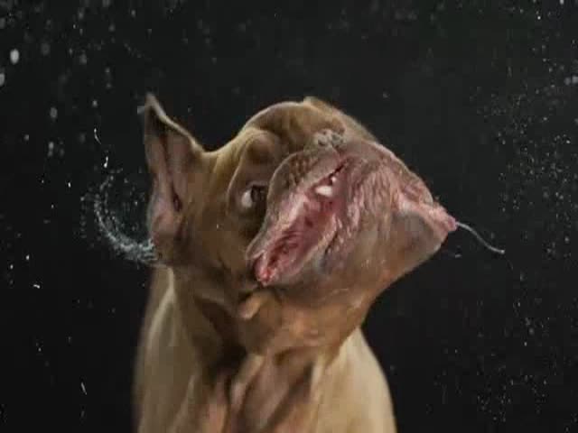 Dogs Shaking Themselves Dry in Slow Motion 