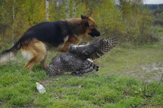 An Unlikely Animal Duo Who Are the Best of Friends