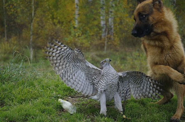 An Unlikely Animal Duo Who Are the Best of Friends