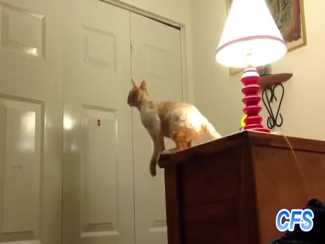 Clumsy Cats Compilation - Part 2 