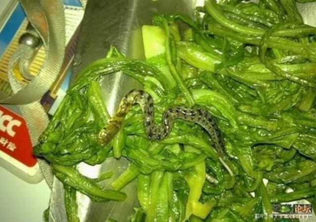The Slimy Special Ingredient in a Chinese Salad
