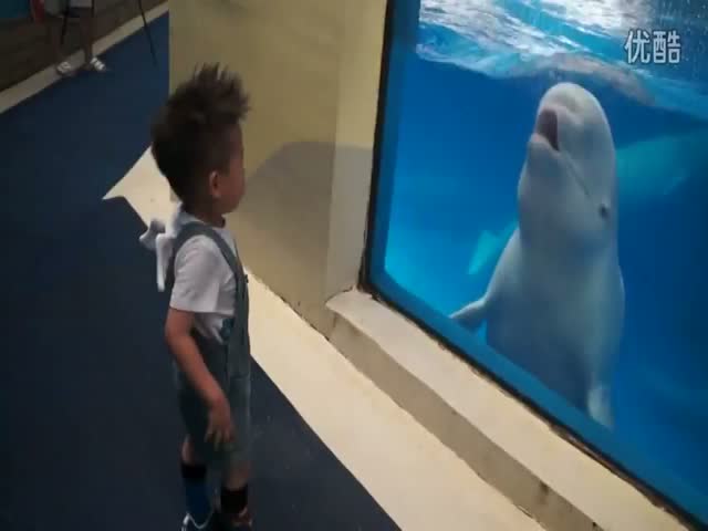Beluga Whale Loves Splashing Kids 