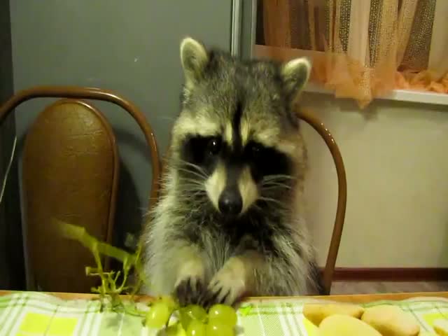 Racoon Eats Grapes at the Kitchen Table 