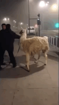 French Teens Act as Drunken Llama Rescuers