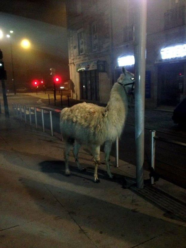 French Teens Act as Drunken Llama Rescuers