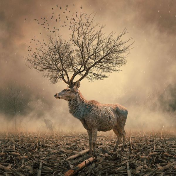 Incredible Photo Manipulations That Are Stunningly Beautiful