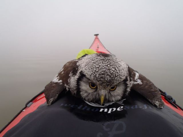 Kayaker Rescues a Stranded Owl