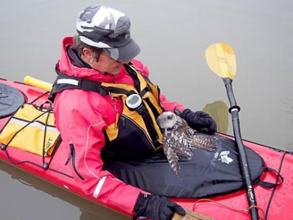 Kayaker Rescues a Stranded Owl