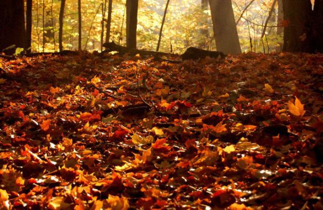 Pretty Photos Show That Fall Is in the Air