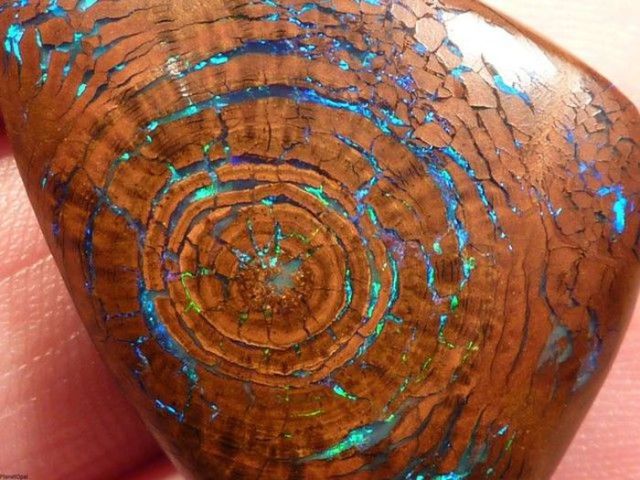 Beautiful and Rare Opalized Wood Boulder Opal