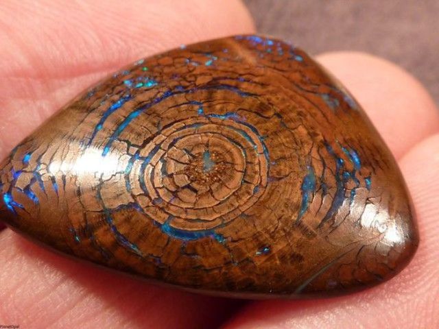 Beautiful and Rare Opalized Wood Boulder Opal