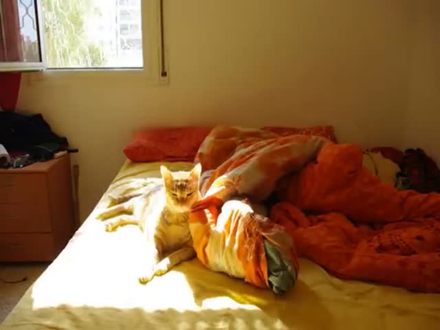 Sunbathing Cat Timelapse 